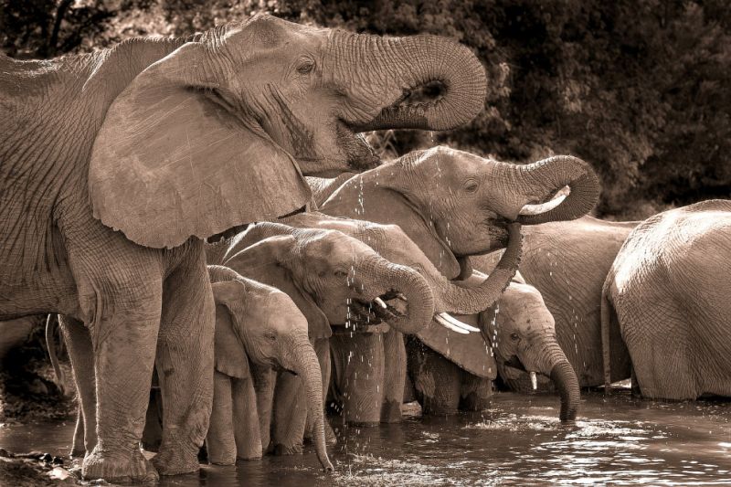 Животные на снимках лучшего фотографа Африки 2015