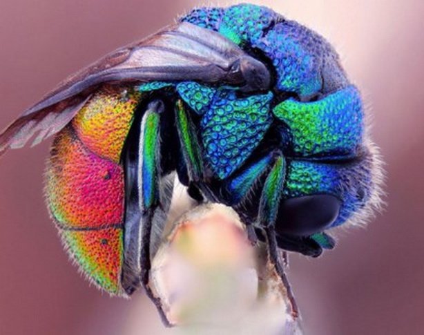 10 разноцветных животных с радужной окраской