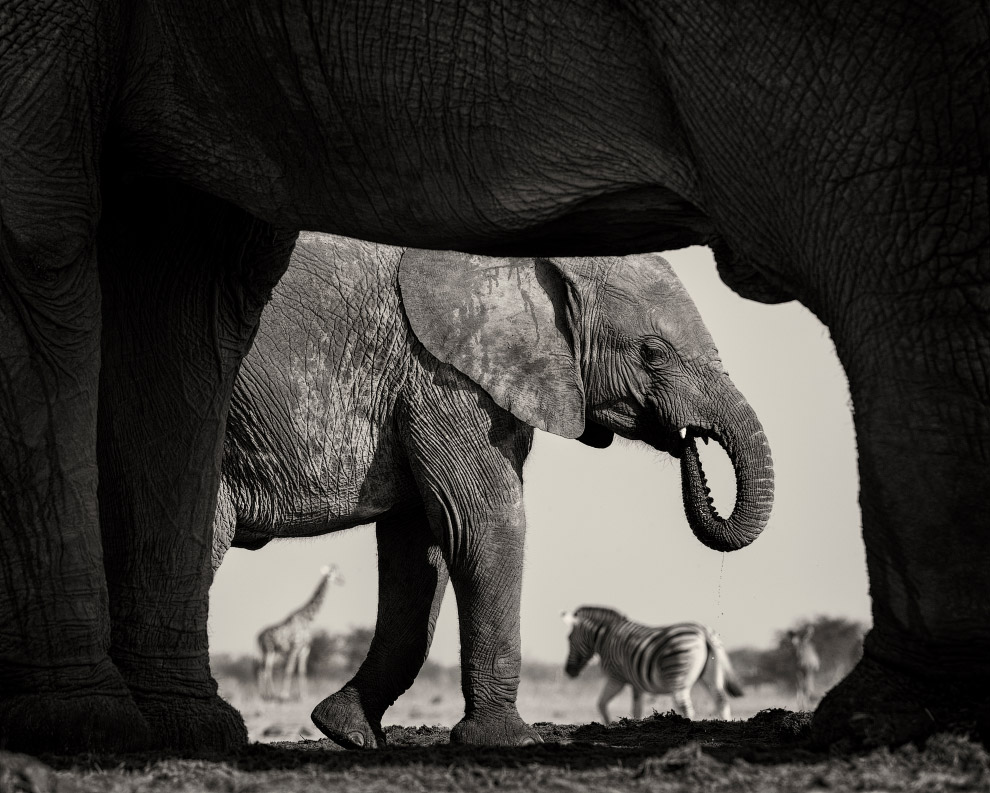 Лучший фотограф дикой природы 2015 - Wildlife Photographer of the Year