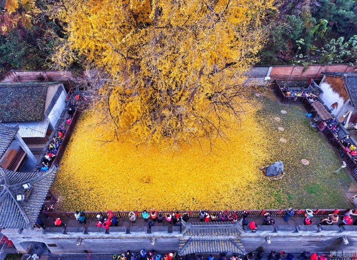 Золотое море желтых листьев дерева гинкго во дворе буддийского храма в Китае