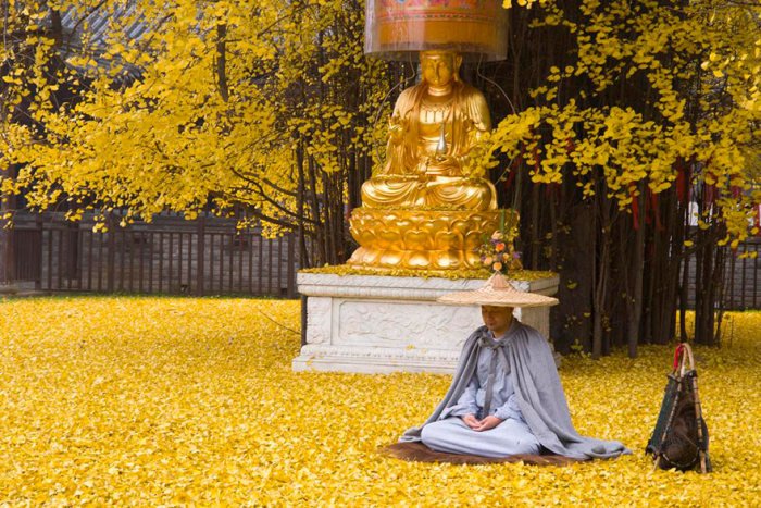Золотое море желтых листьев дерева гинкго во дворе буддийского храма в Китае