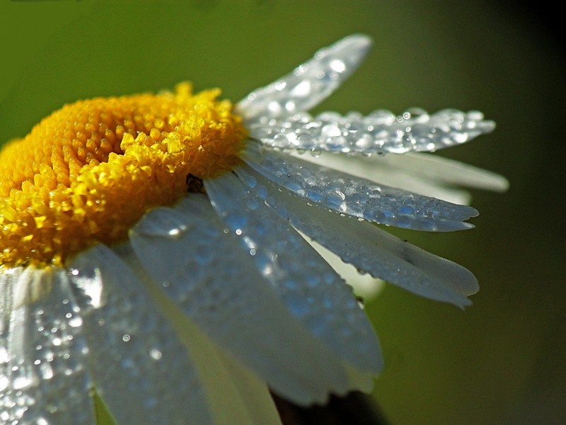 Красивые фотографии с цветами и насекомыми