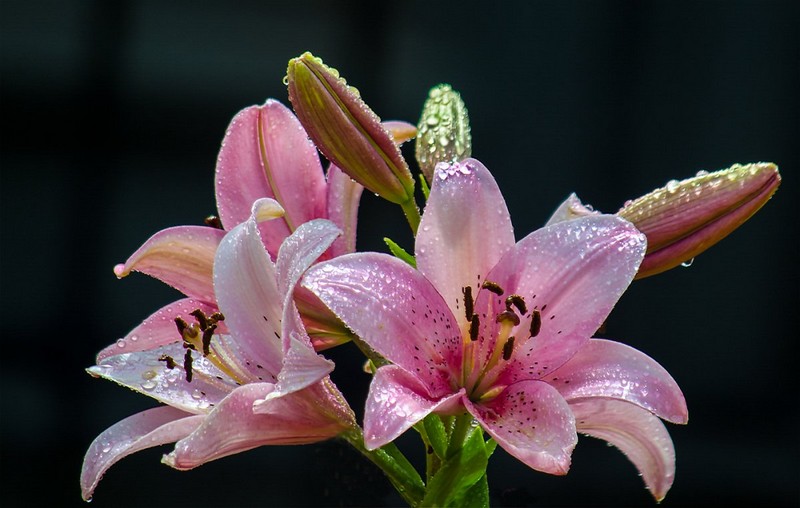 Красивые фотографии с цветами и насекомыми