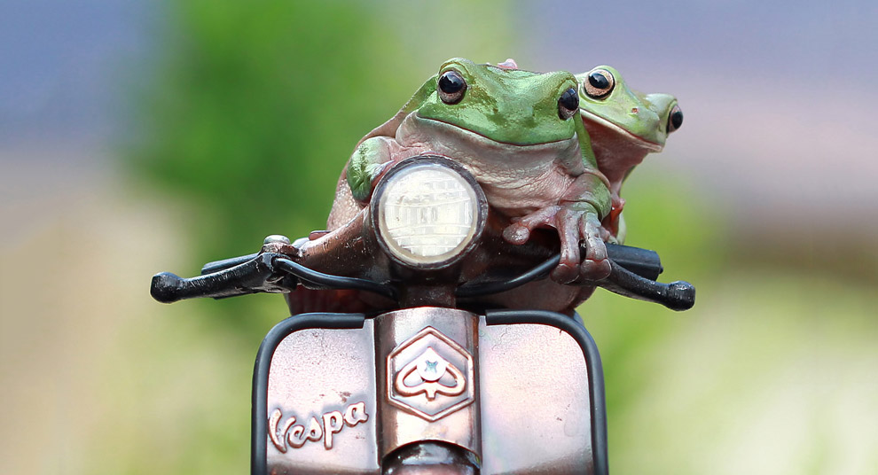 Лягушка на мотоцикле клип. Жаба на мотоцикле. Лягушка на мопеде. Лягушка байкер. Лягушка едет.