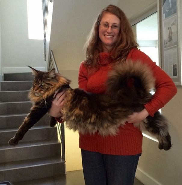 Мейн-куны - дружелюбные пушистые гиганты среди котов
