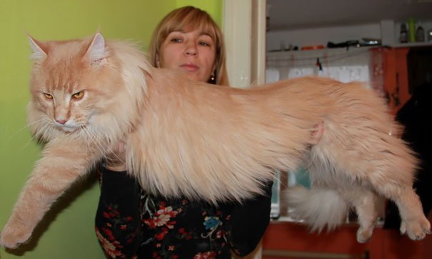 Мейн-куны - дружелюбные пушистые гиганты среди котов