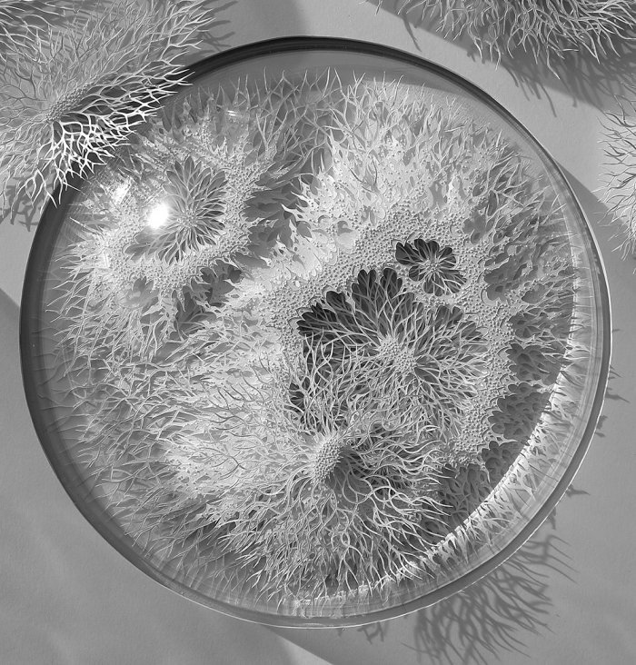 Микробиология из бумаги от Рогана Брауна