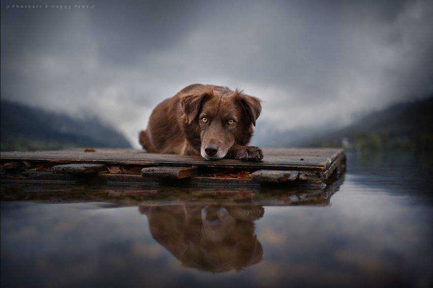 Портреты собак в объективе фотографа Анны Гейер