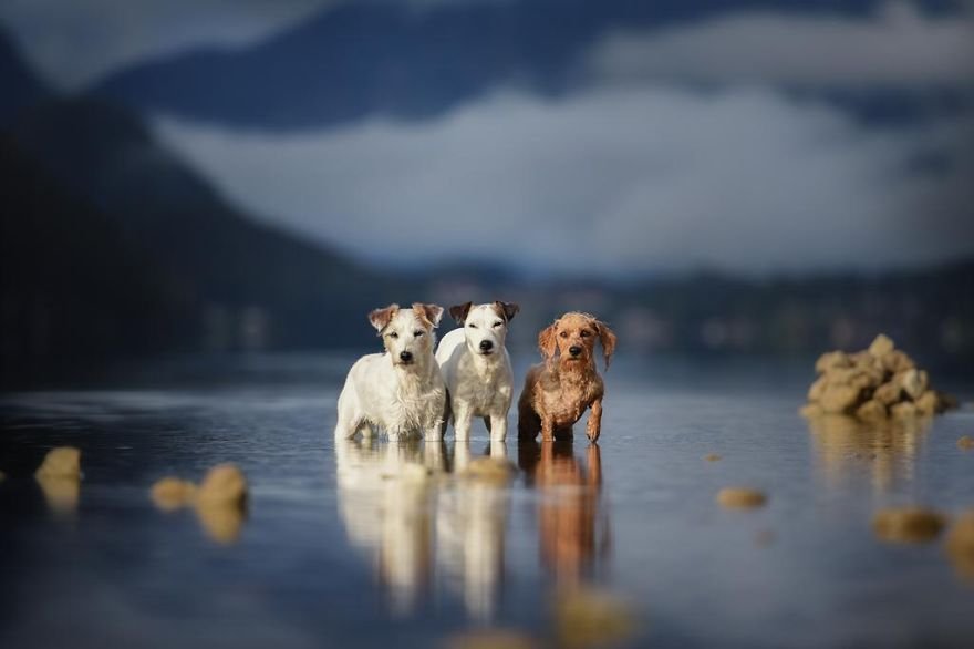Портреты собак в объективе фотографа Анны Гейер