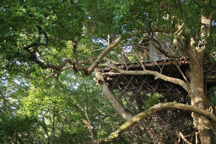 Самый большой домик на дереве в Японии