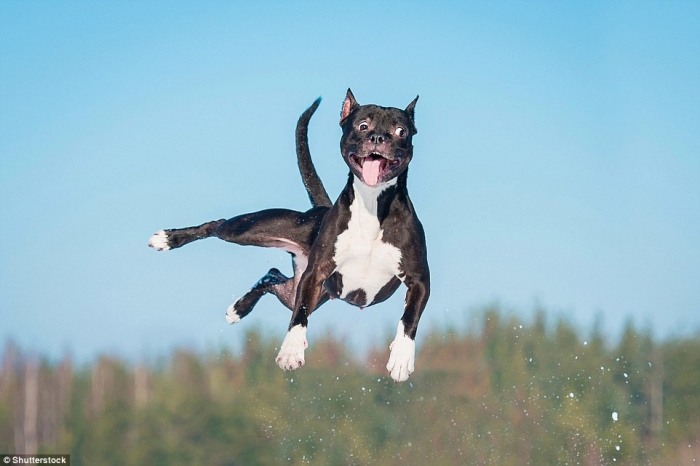 Собаки бросили вызов гравитации на фотографиях Джека Брэдли