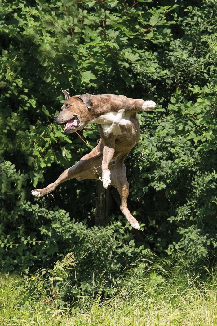 Собаки бросили вызов гравитации на фотографиях Джека Брэдли