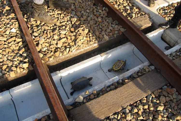Японцы построили железнодорожные переходы для черепах