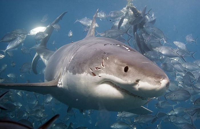 Большая белая акула проучила молодую акулу