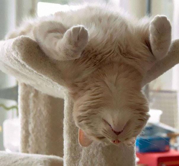 Коты могут спать где угодно и в самых невообразимых позах