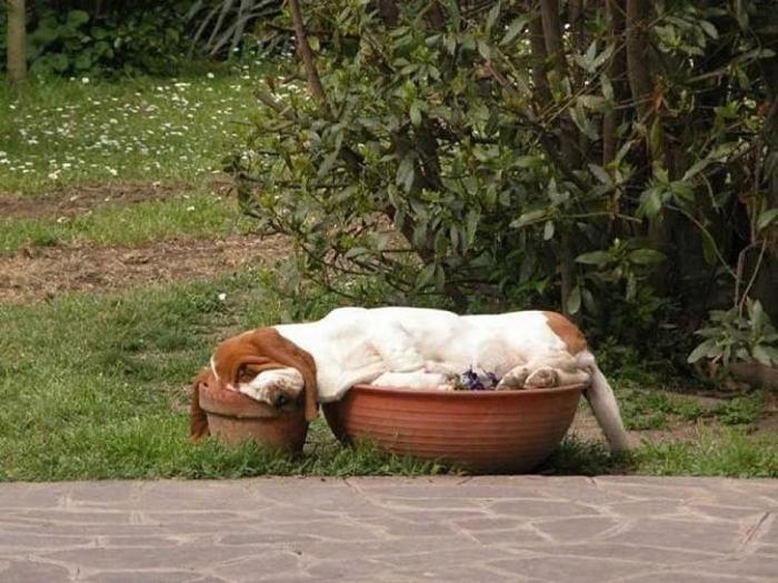 Собаки спят где угодно и в самых невообразимых позах