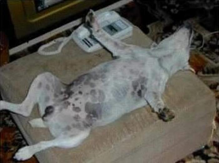 Собаки спят где угодно и в самых невообразимых позах