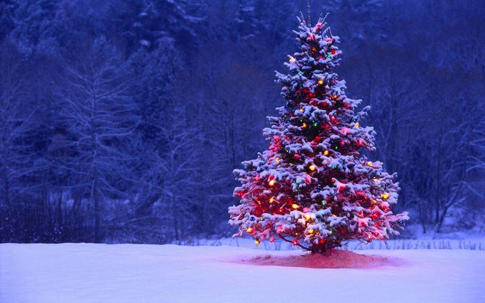 Любопытные факты о новогодней елке