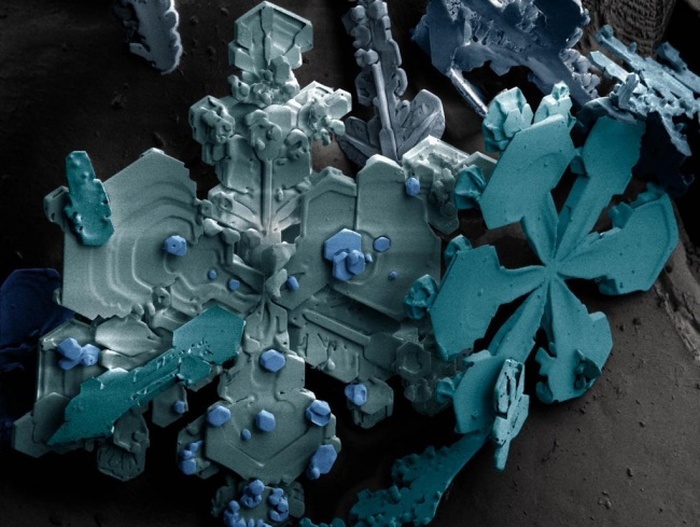 Удивительные снимки, сделанные под микроскопом