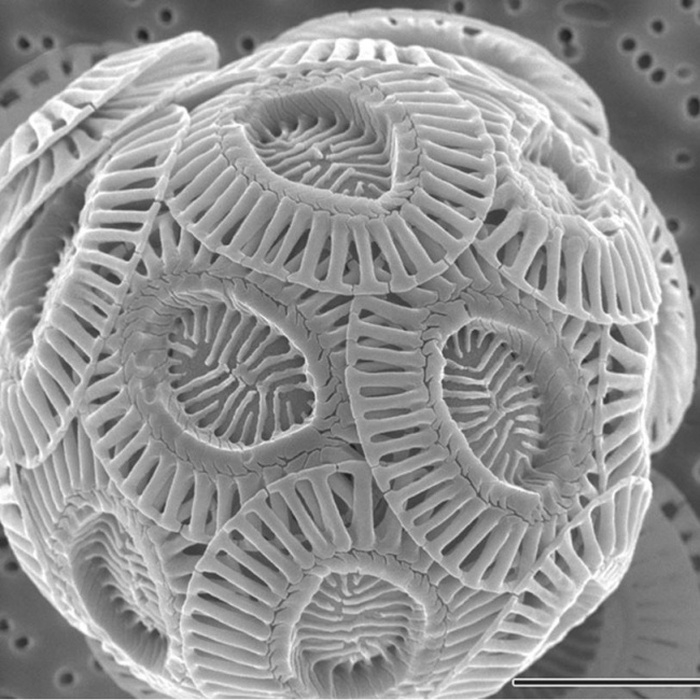 Удивительные снимки, сделанные под микроскопом