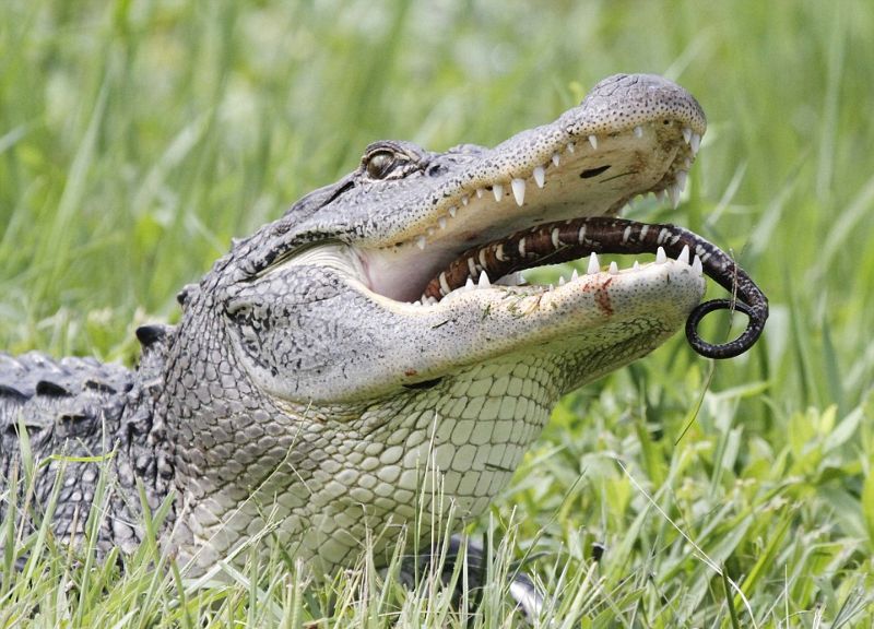 Голодному крокодилу черепаха и змея - на один зуб