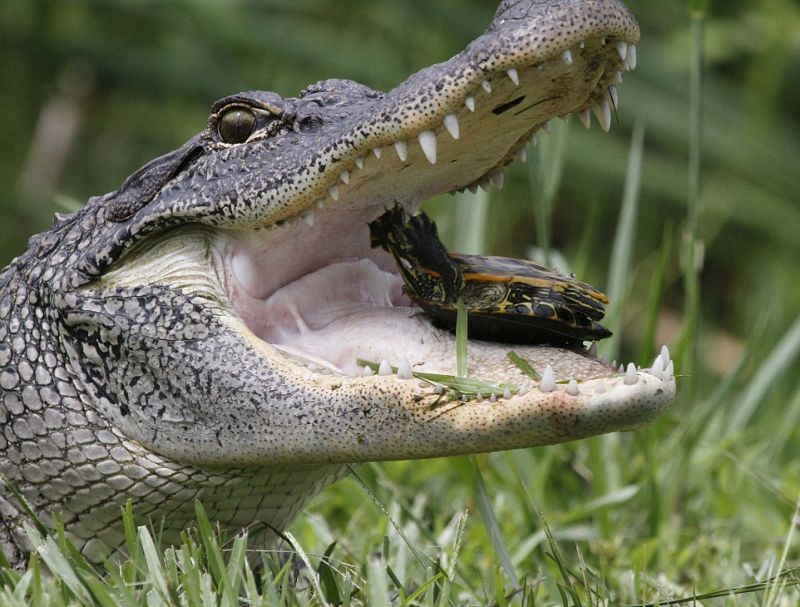 Голодному крокодилу черепаха и змея - на один зуб