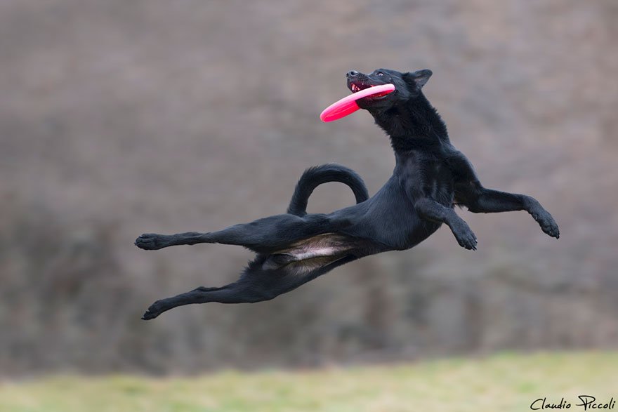 Летающие собаки от Клаудио Пикколи