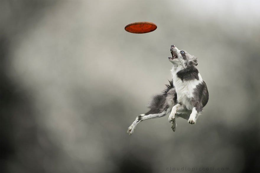 Летающие собаки от Клаудио Пикколи