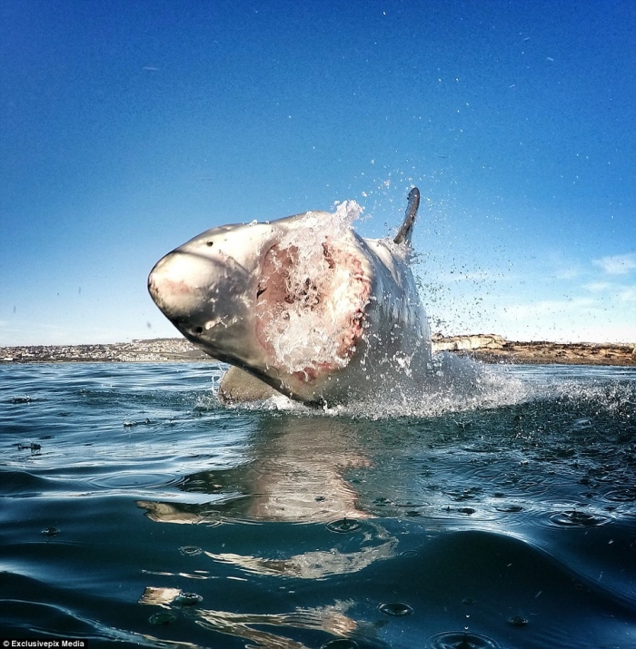 Акулы у берегов Южной Африки