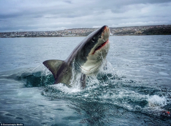 Акулы у берегов Южной Африки