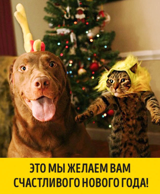 Домашние животные ждут Нового года