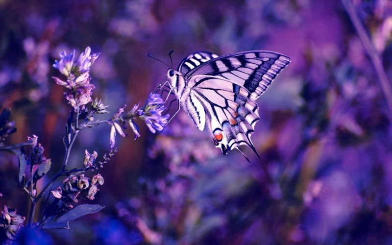 Красивые фотографии бабочек