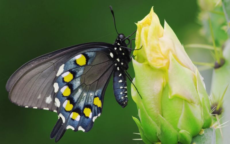 Красивые фотографии бабочек