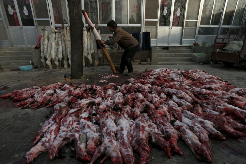 Кровавая меховая индустрия Китая