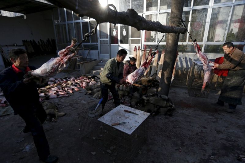 Кровавая меховая индустрия Китая