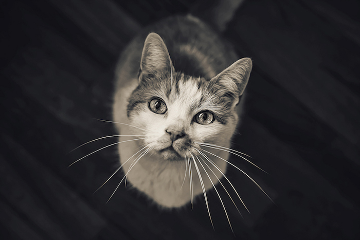 Трогательные фотографии кошек от Фелисити Берклиф