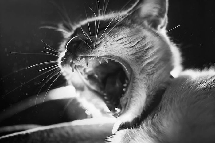 Трогательные фотографии кошек от Фелисити Берклиф