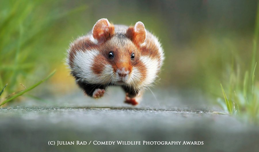 Лучшие снимки фотоконкурса The Comedy Wildlife Photography Awards