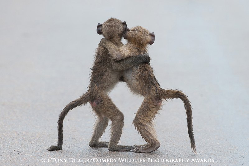 Лучшие снимки фотоконкурса The Comedy Wildlife Photography Awards