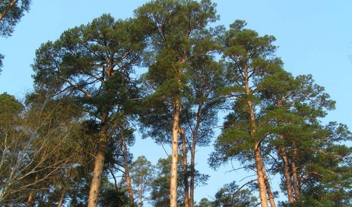 Деревья, которые помогут выжить в лесу