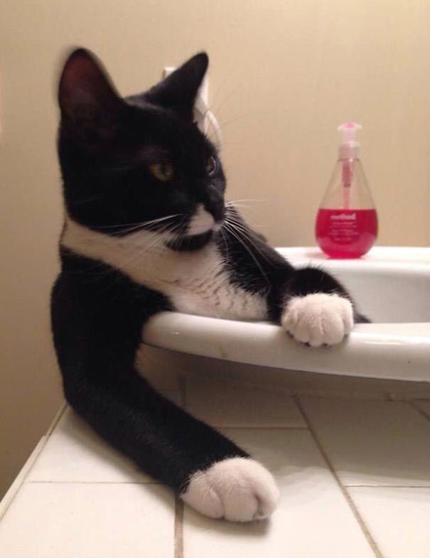 Коти, які люблять водні процедури (ФОТО)