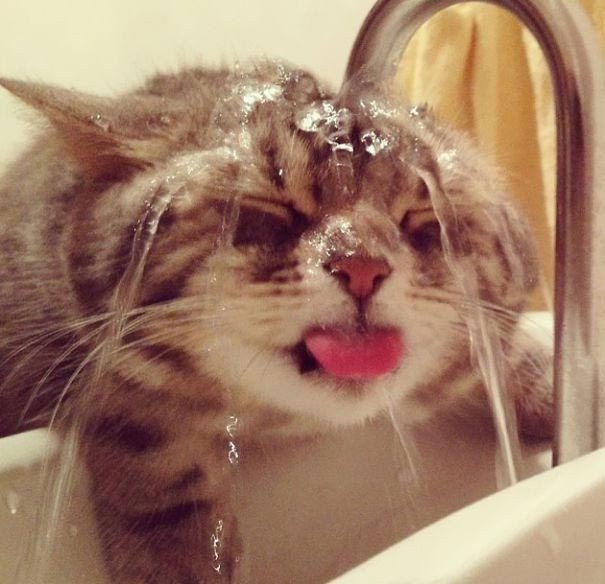 Коты, которые обожают водные процедуры