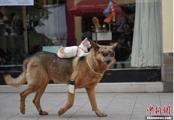 Кошка и собака: лучшие друзья