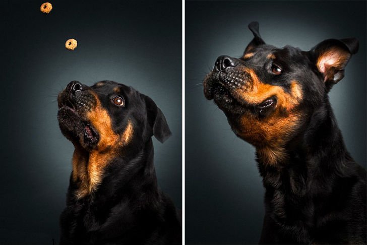 Гамма забавных эмоций у собак, ловящих еду
