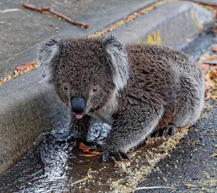 Спасти коалу от рождественской жары - долг любого австралийца