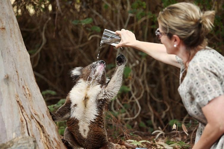 Спасти коалу от рождественской жары - долг любого австралийца