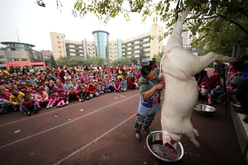 Китайским первоклассникам показали, как правильно разделывать свинью