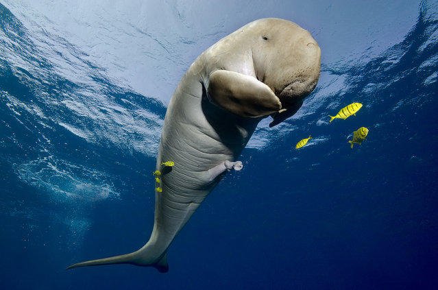 Невероятные подводные фотографии