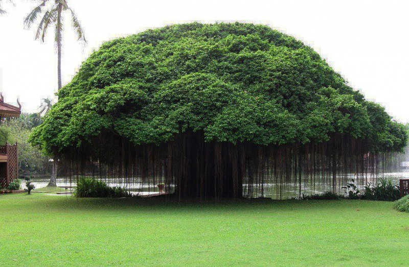 10 фантастических деревьев, в реальность которых трудно поверить