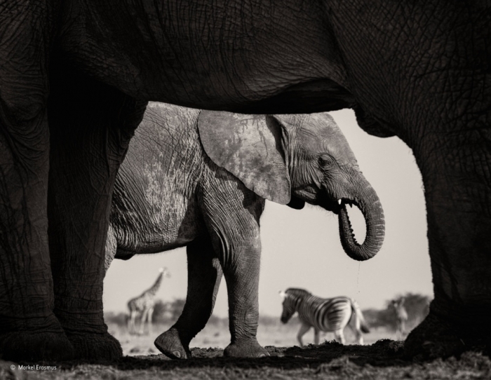 Лучшие фотографии диких животных Wildlife Photographer of the Year